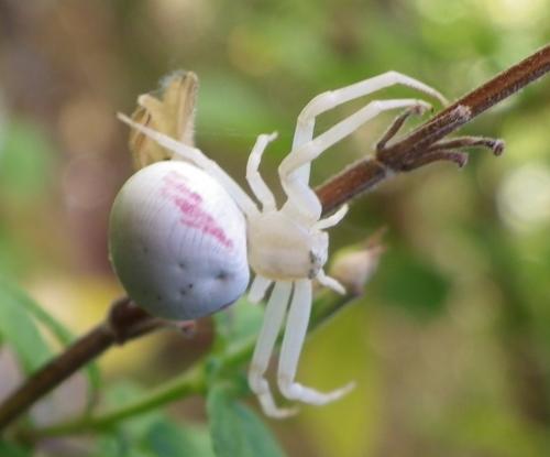 Misumena vatia